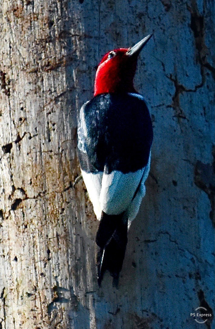 Red-headed Woodpecker - ML619152220