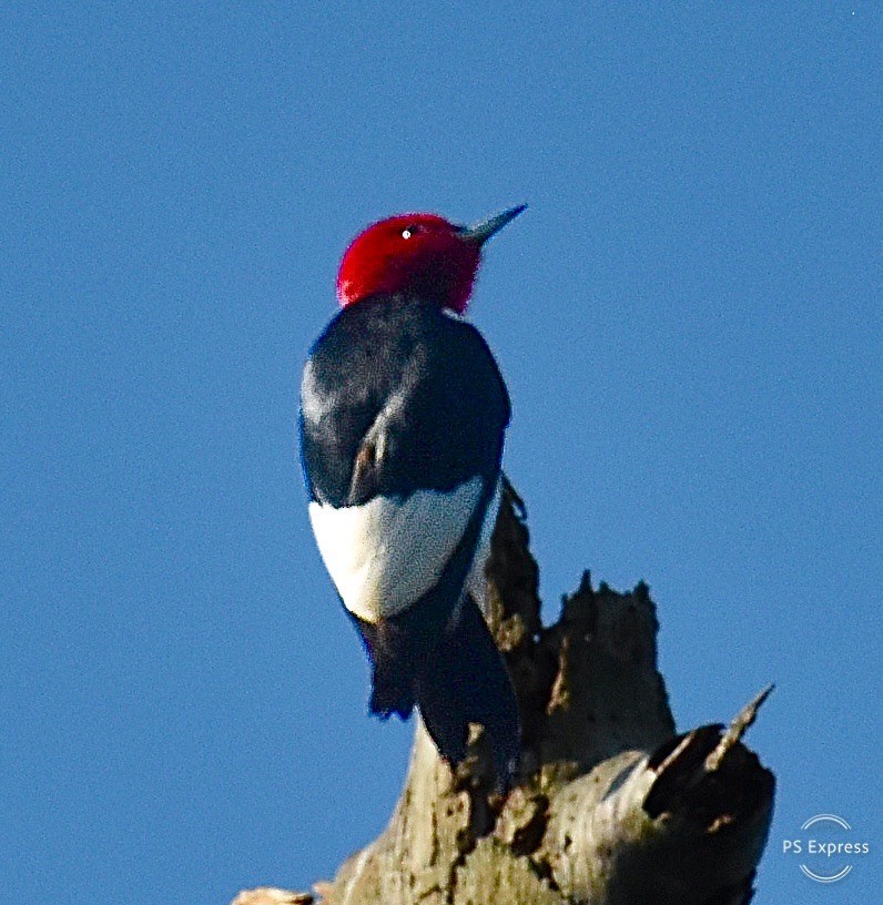Red-headed Woodpecker - ML619152221