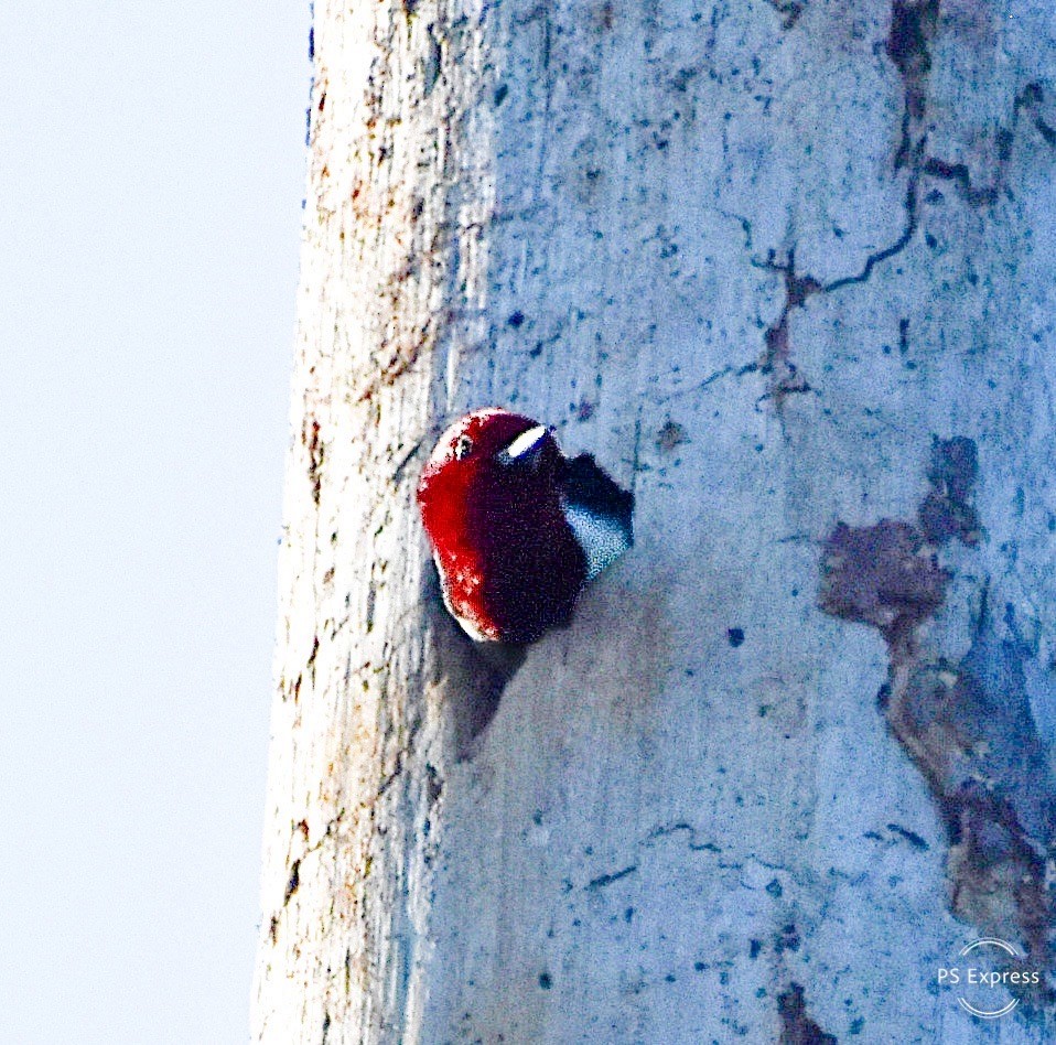 Red-headed Woodpecker - ML619152222