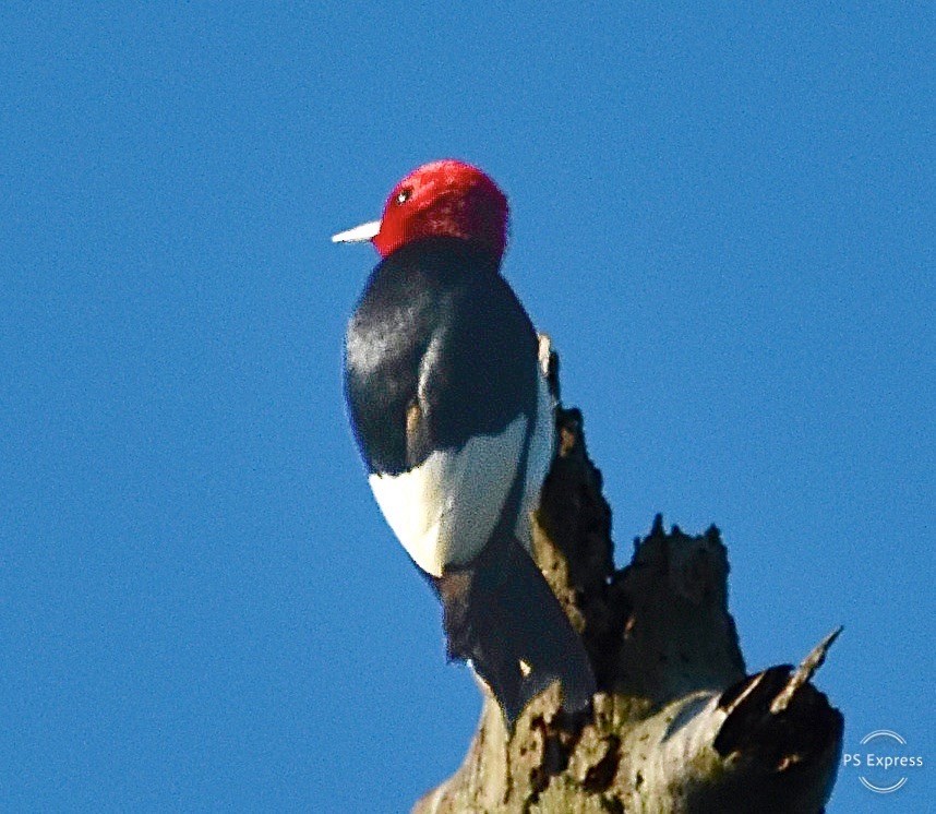 Red-headed Woodpecker - ML619152223
