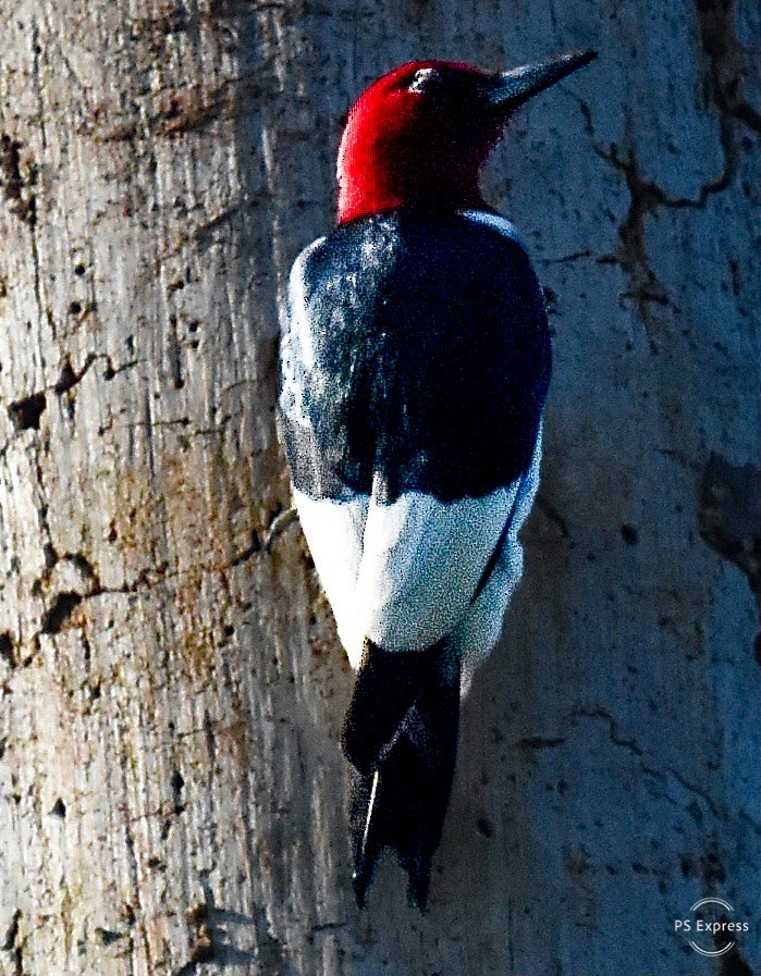 Red-headed Woodpecker - ML619152224