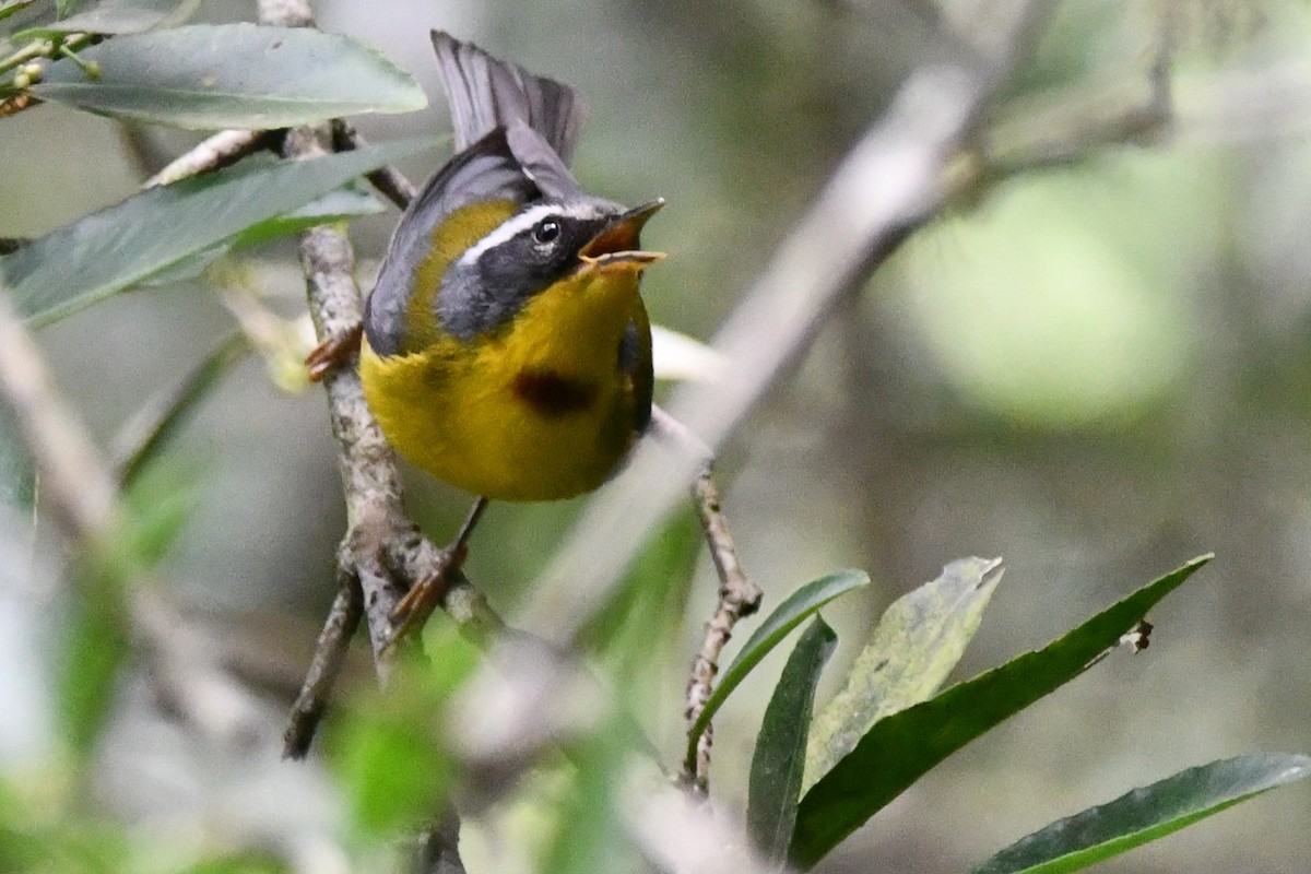 Crescent-chested Warbler - ML619152264
