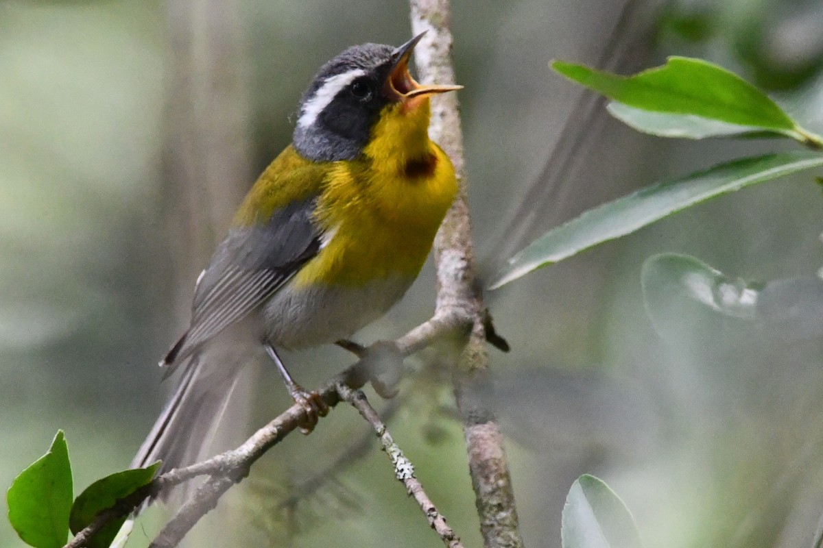 Crescent-chested Warbler - ML619152265