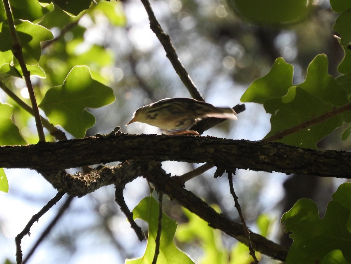 Black-and-white Warbler - ML619152272