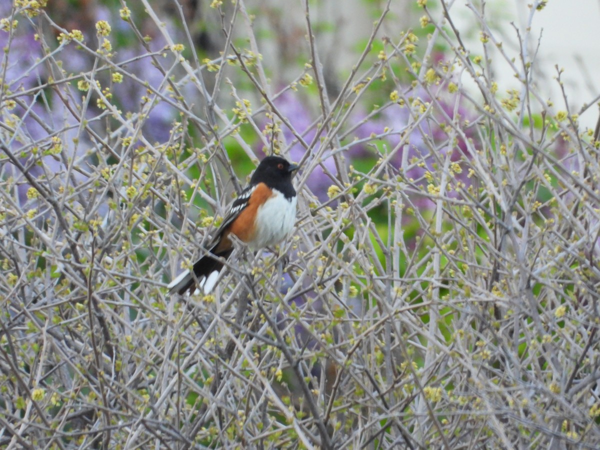 Spotted Towhee - ML619152273
