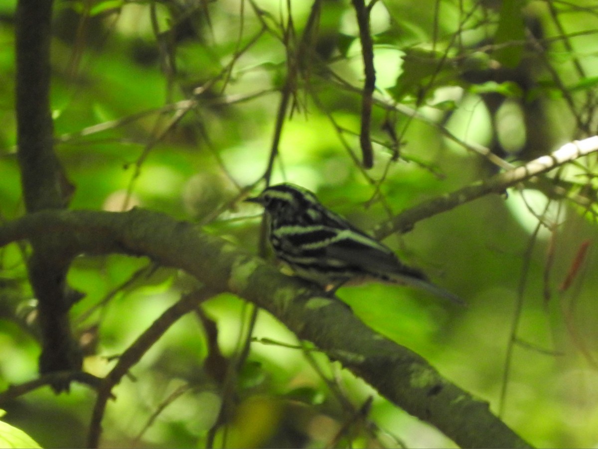 Black-and-white Warbler - ML619152282