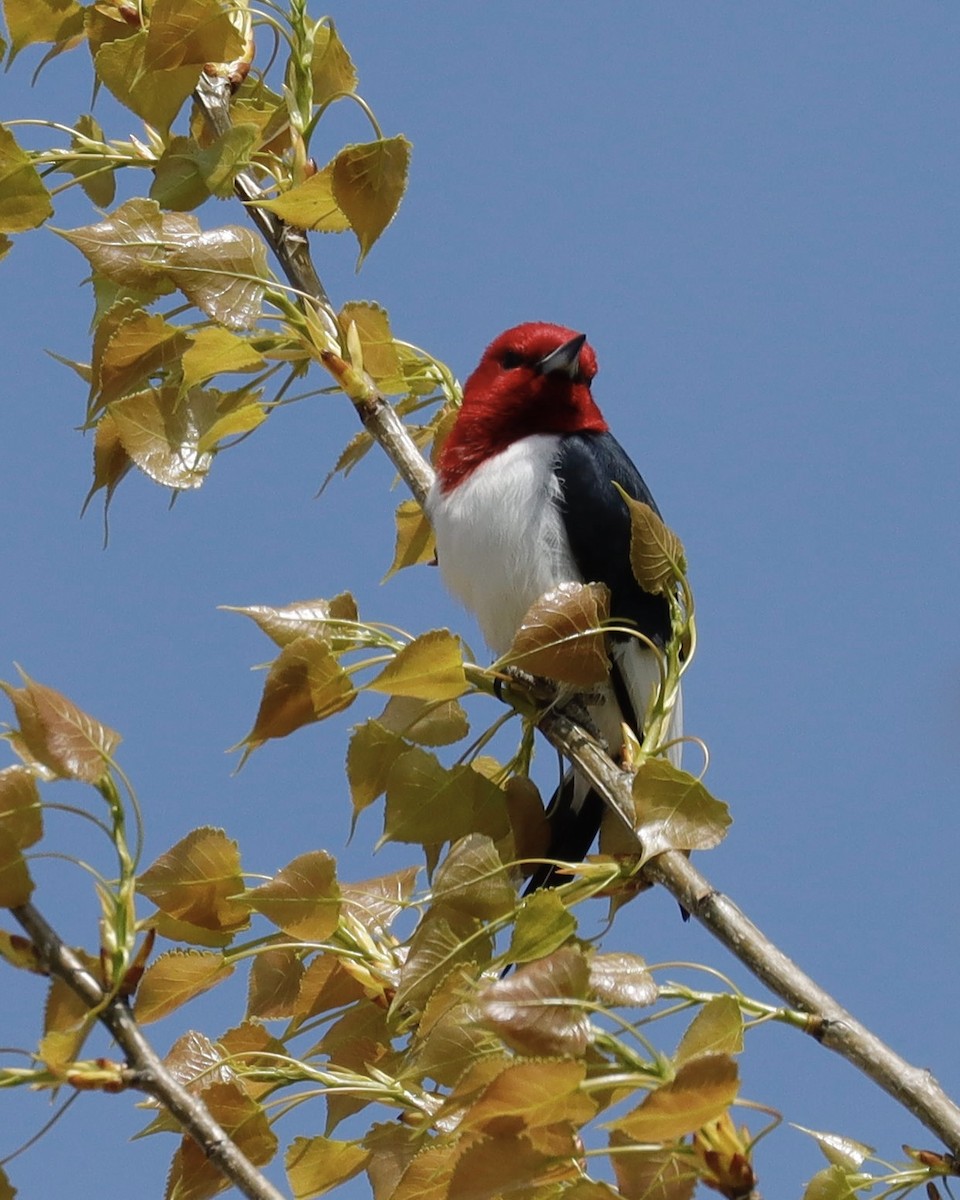 Red-headed Woodpecker - ML619152304
