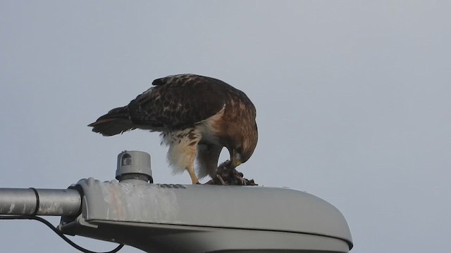 Red-tailed Hawk - ML619152307