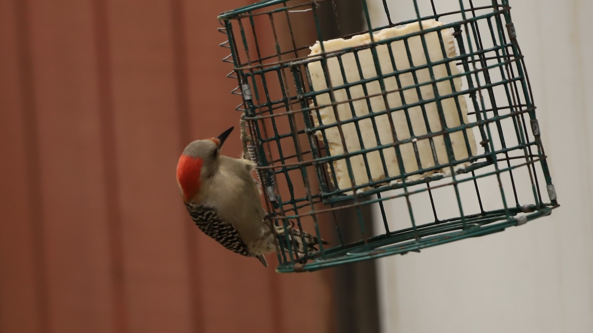 Red-bellied Woodpecker - ML619152308