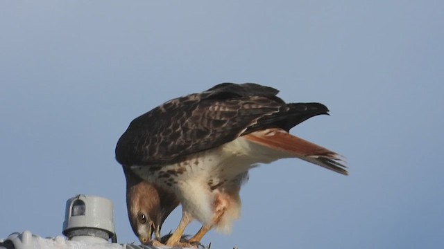 Red-tailed Hawk - ML619152312