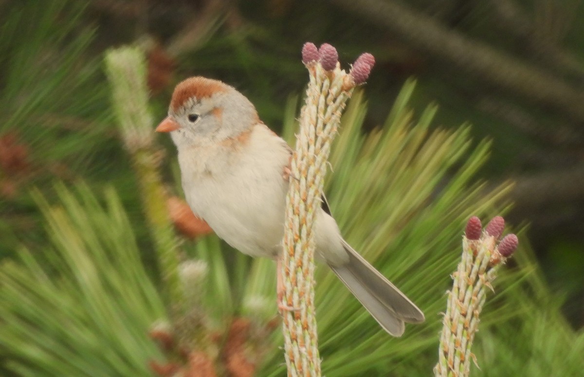 Field Sparrow - ML619152385