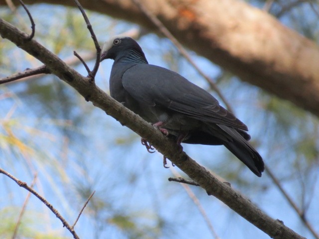 Pigeon à couronne blanche - ML619152396