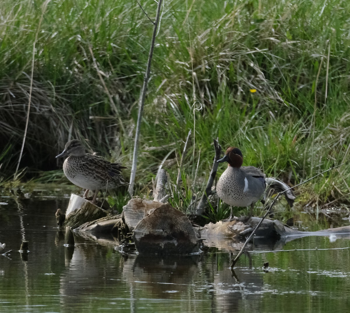 Green-winged Teal - ML619152421