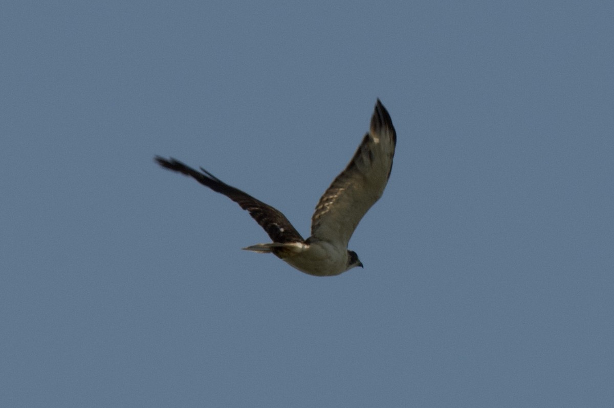 Short-tailed Hawk - ML619152441