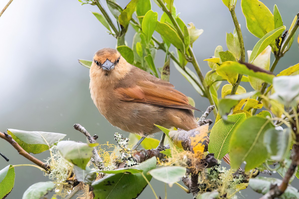 Brown Tanager - ML619152470