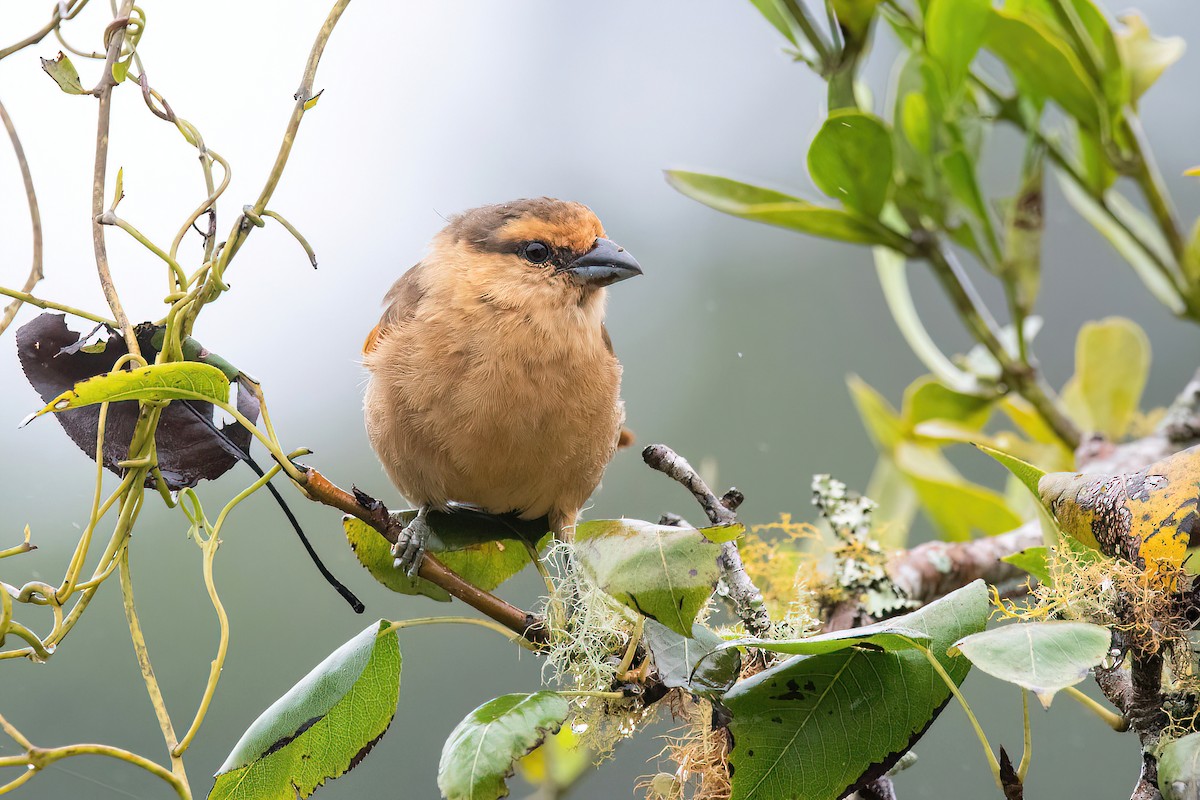 Brown Tanager - ML619152471