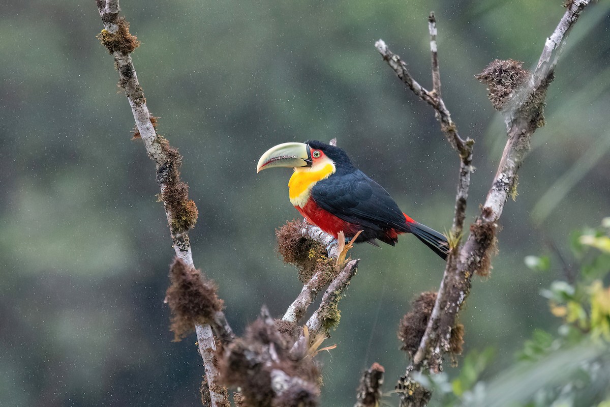 Red-breasted Toucan - ML619152484