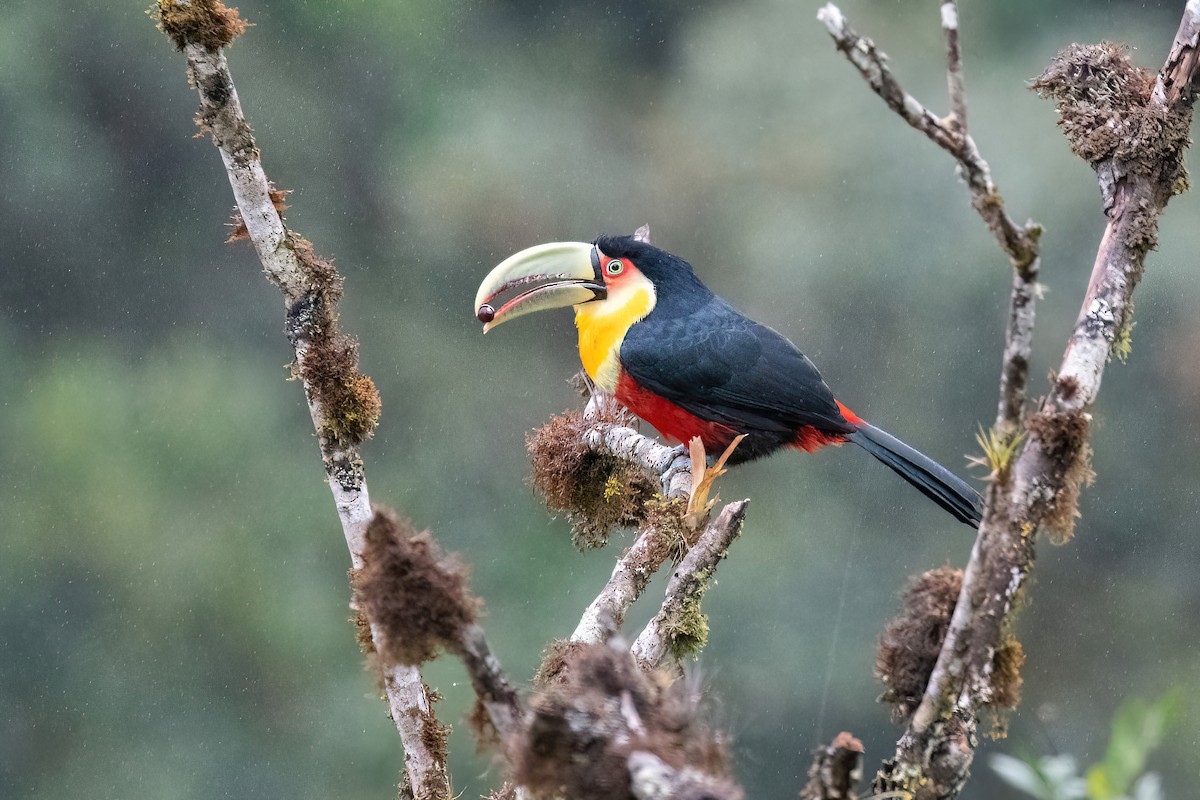 Red-breasted Toucan - ML619152485