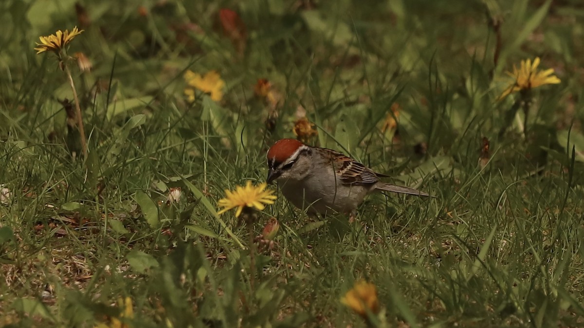 Chipping Sparrow - ML619152490
