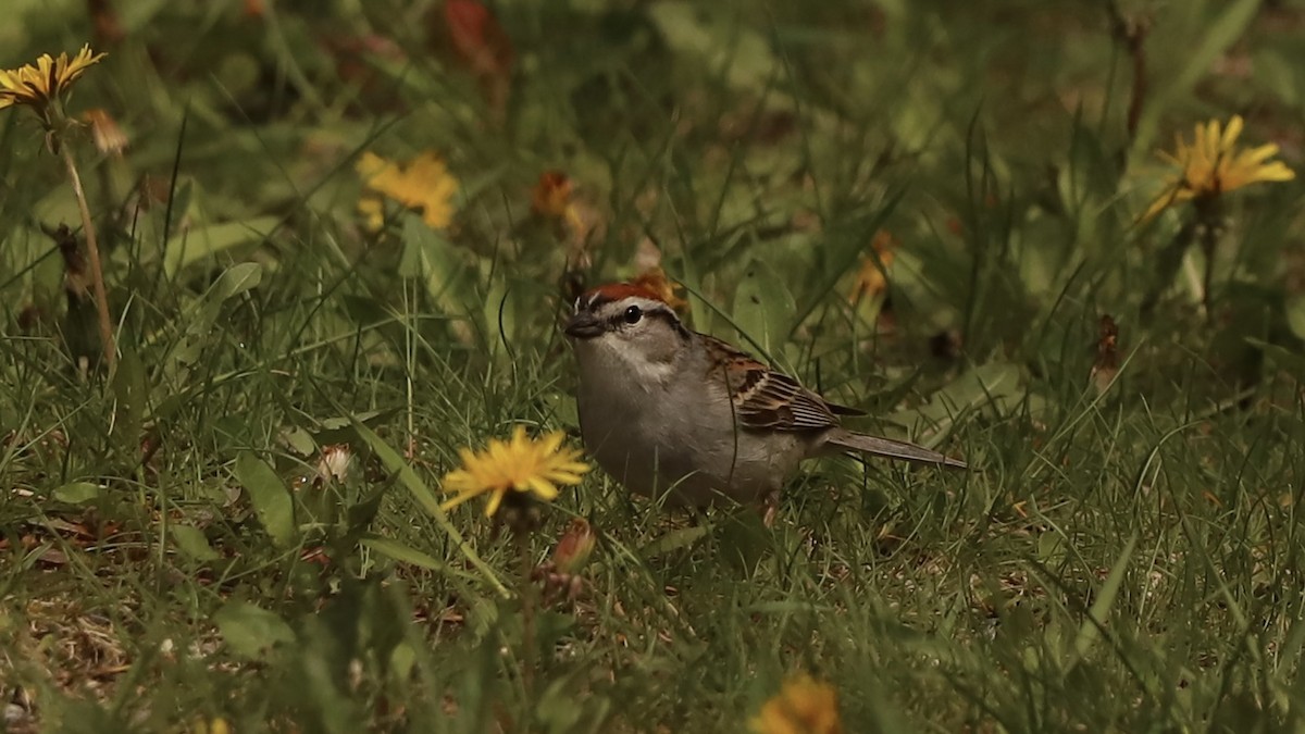 Chipping Sparrow - ML619152491