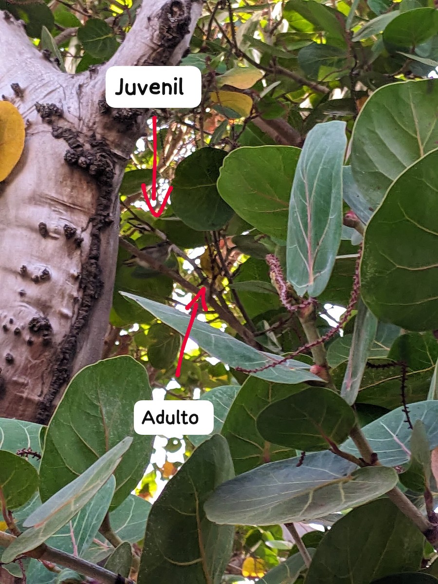 gulparula (petechia gr.) - ML619152541