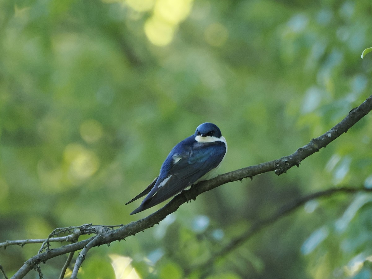 Tree Swallow - ML619152595