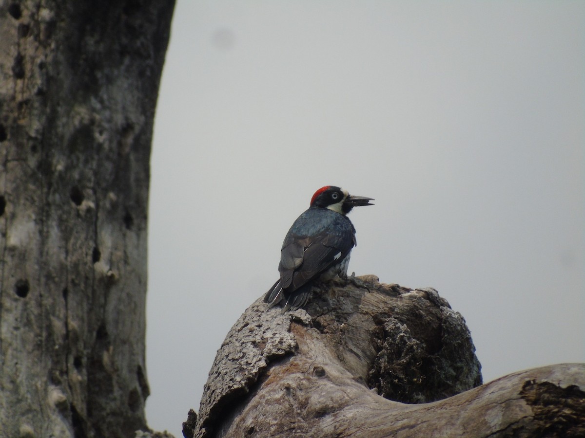Acorn Woodpecker - ML619152722