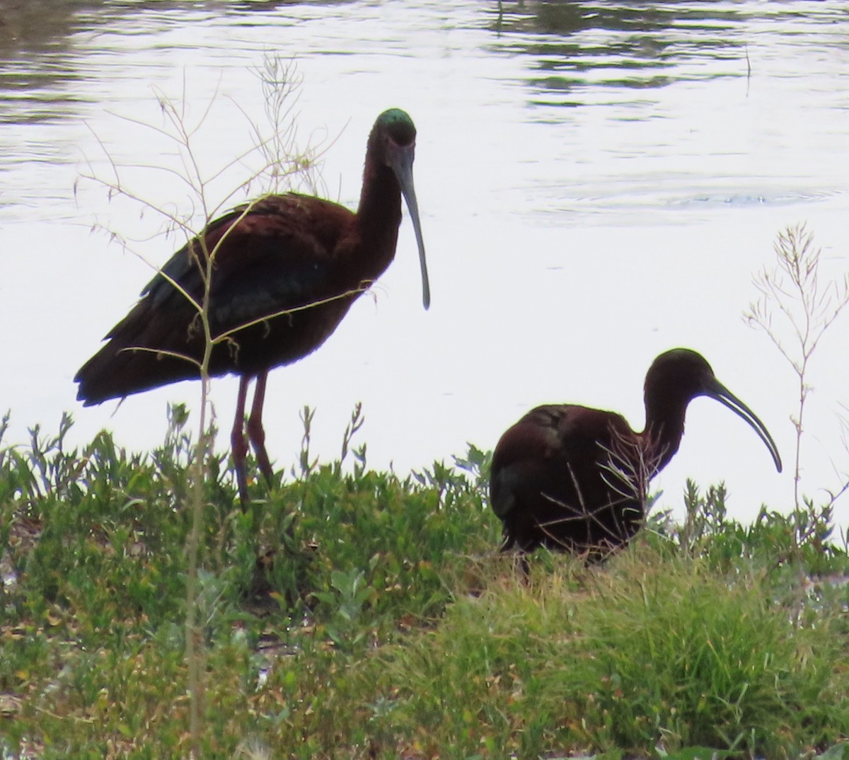 ibis americký - ML619152764