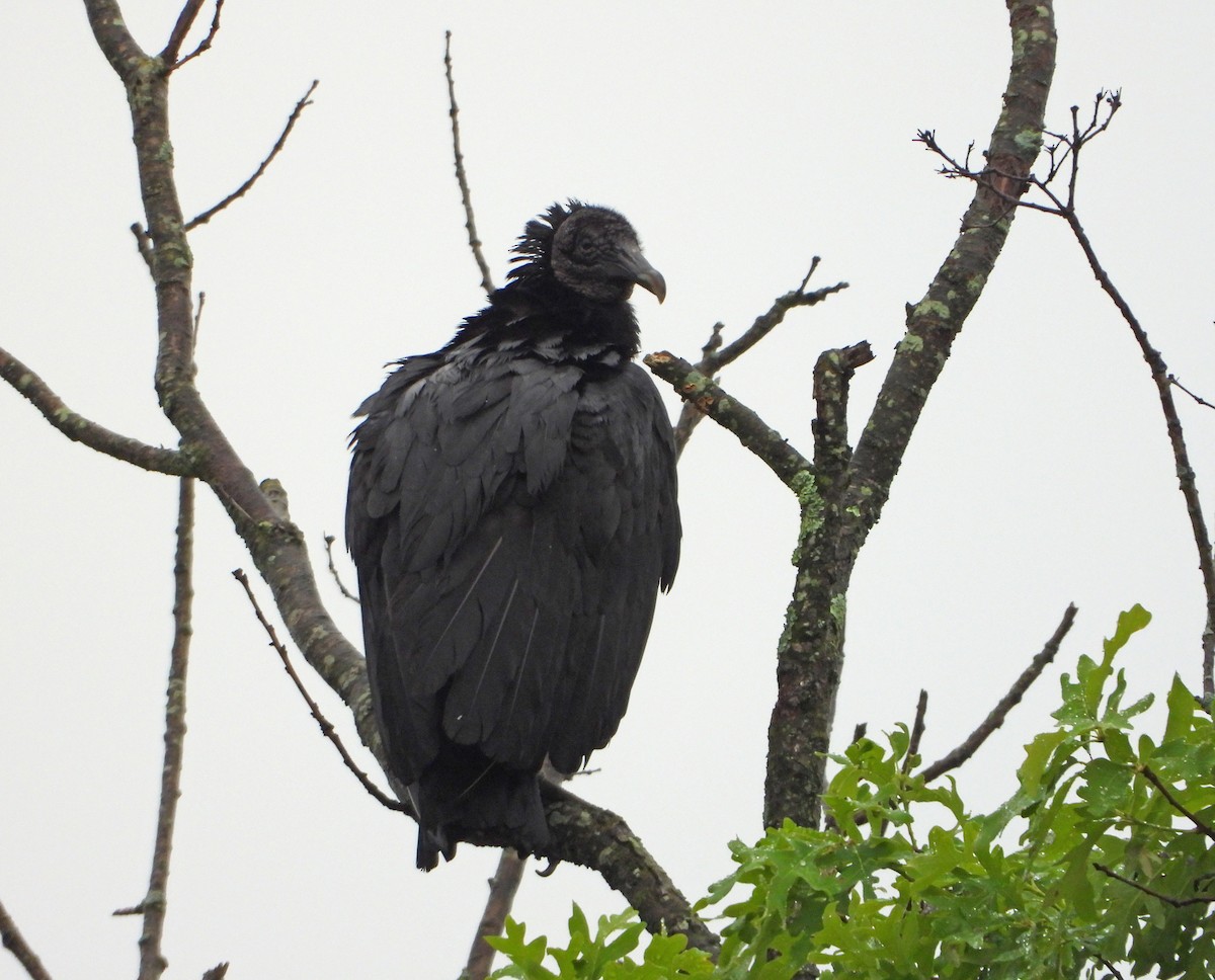 Black Vulture - ML619152772