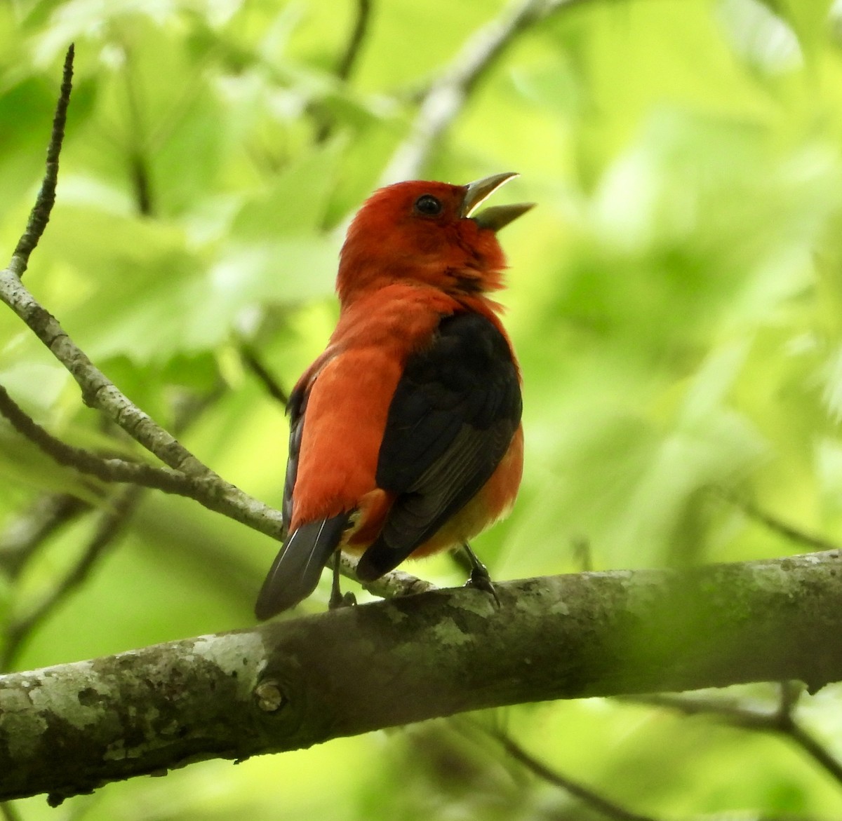 Scarlet Tanager - ML619152806