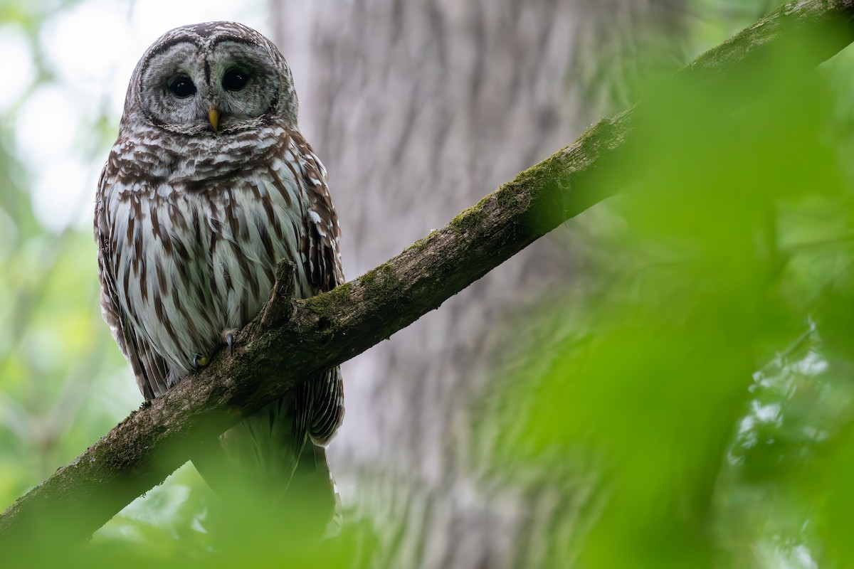 Barred Owl - ML619152813