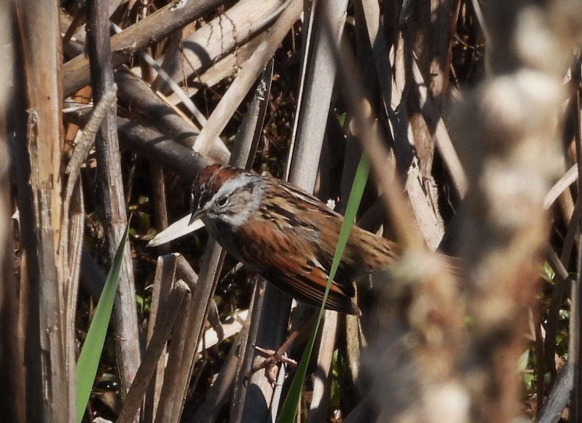 Swamp Sparrow - ML619152829