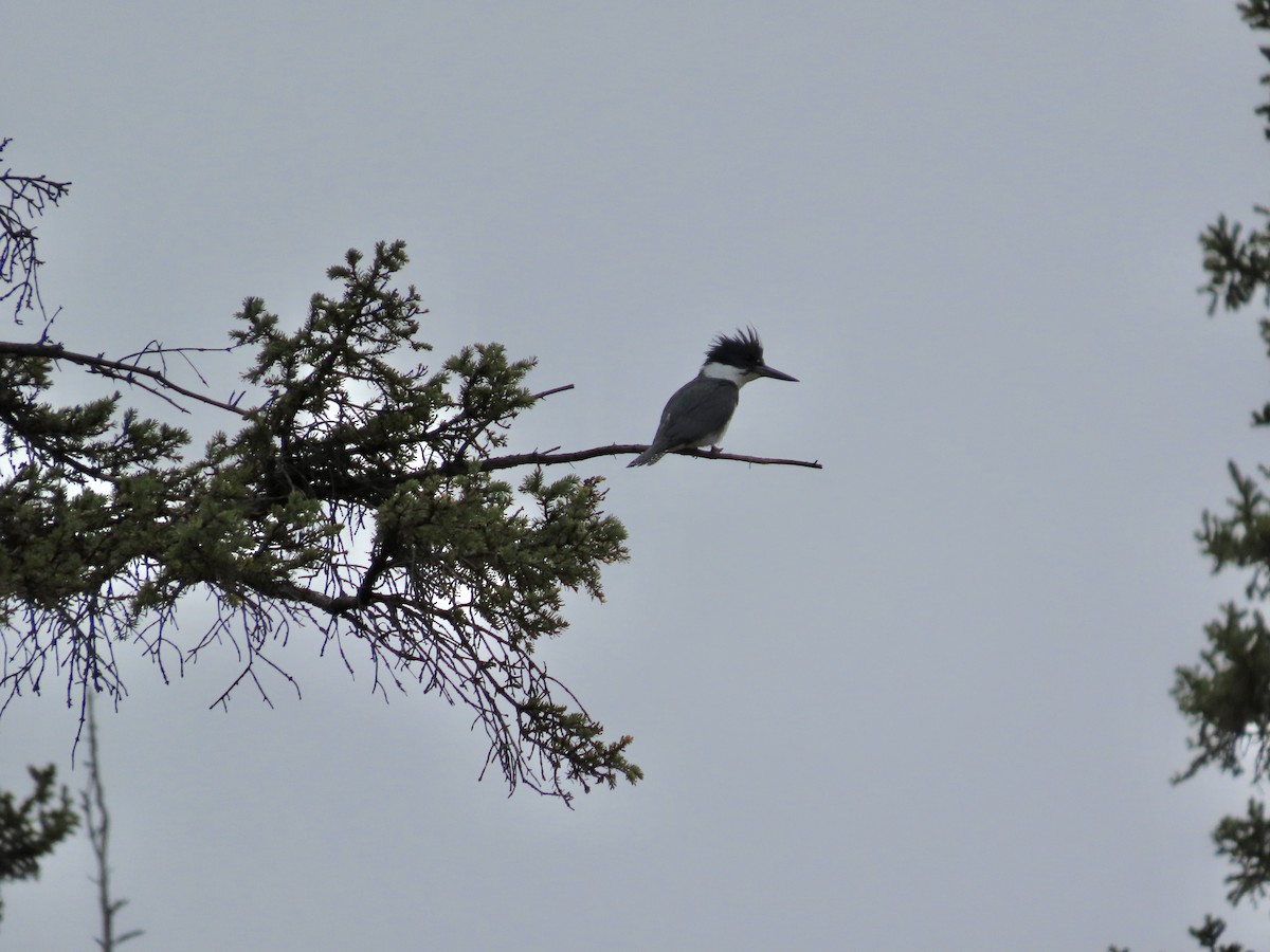Belted Kingfisher - ML619152841