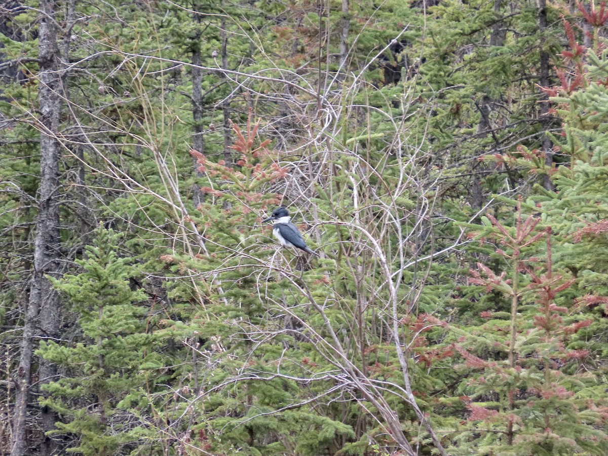 Belted Kingfisher - ML619152842