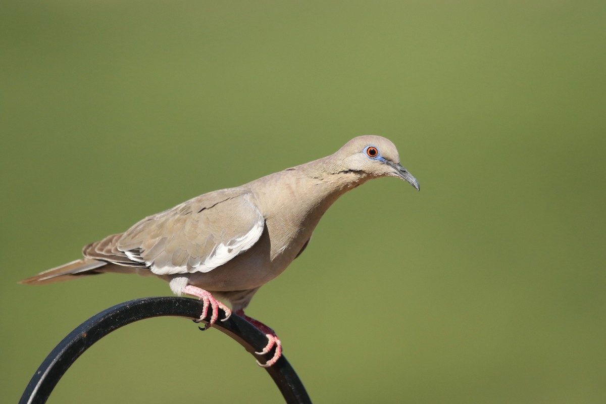 White-winged Dove - ML619152848