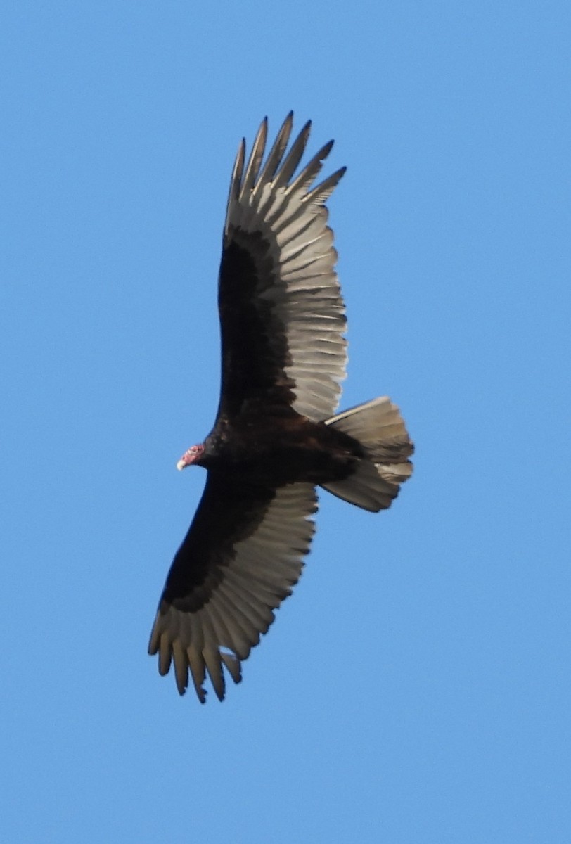 Turkey Vulture - ML619152878