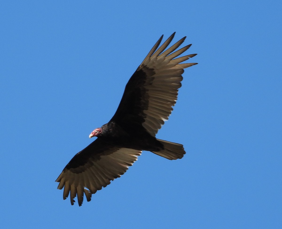 Turkey Vulture - ML619152879