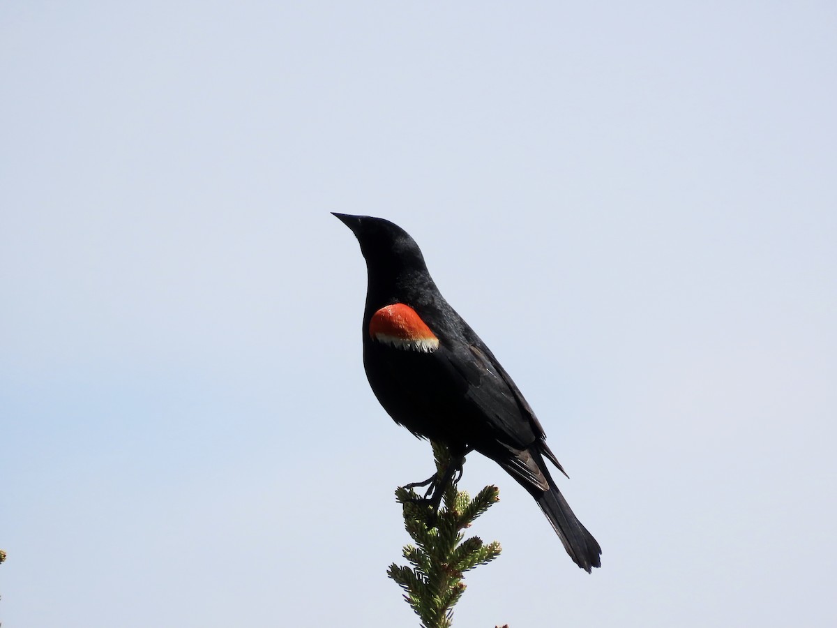 Red-winged Blackbird - ML619152880
