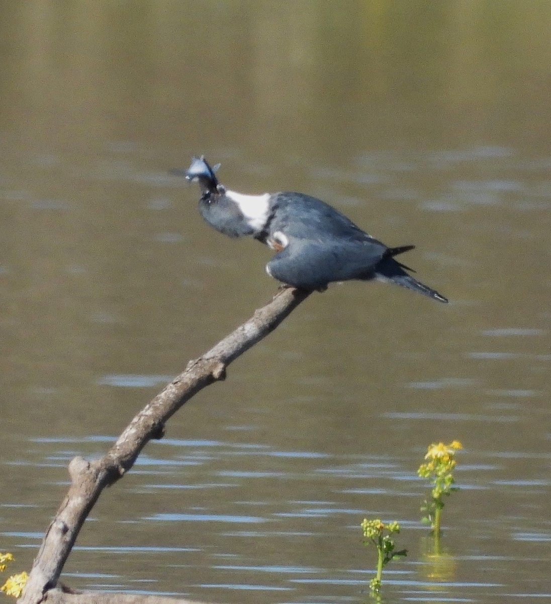 Belted Kingfisher - ML619152897