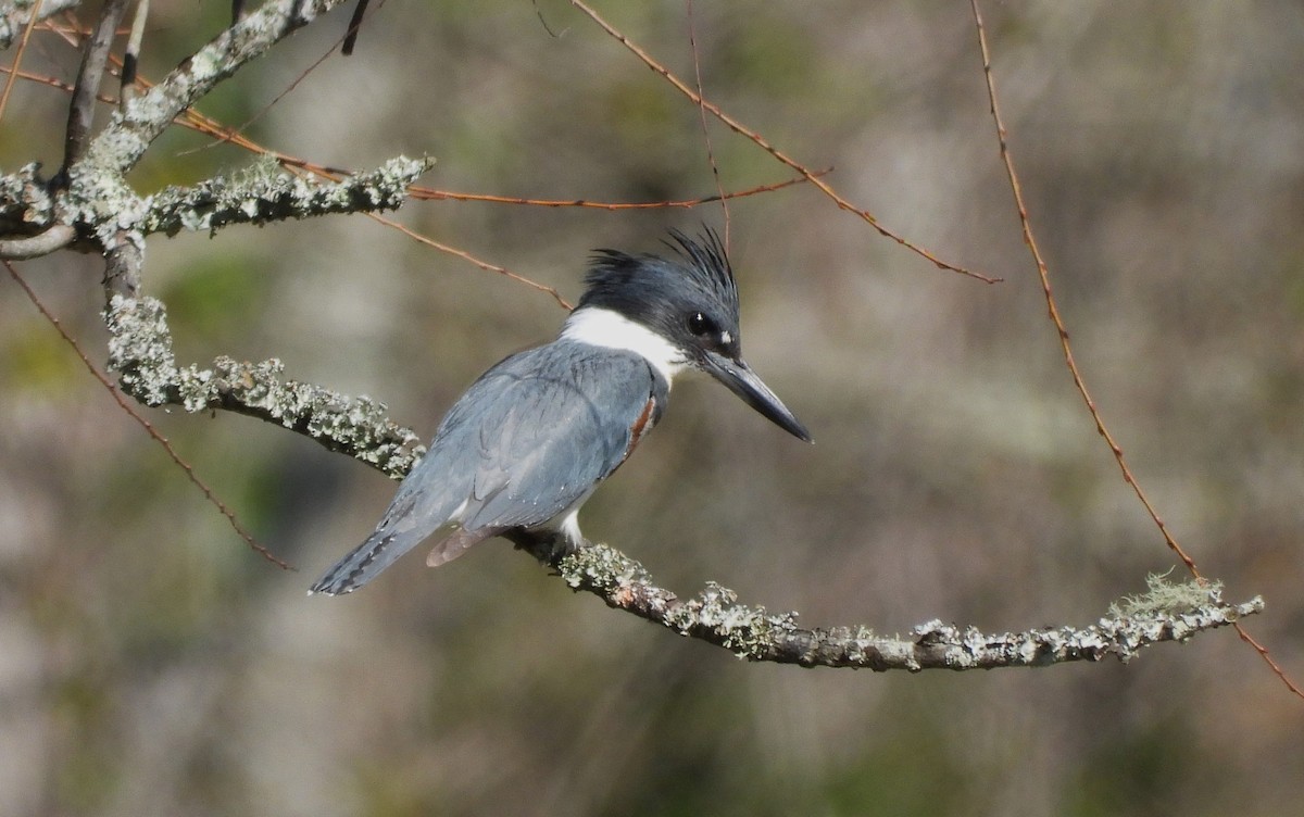Belted Kingfisher - ML619152899