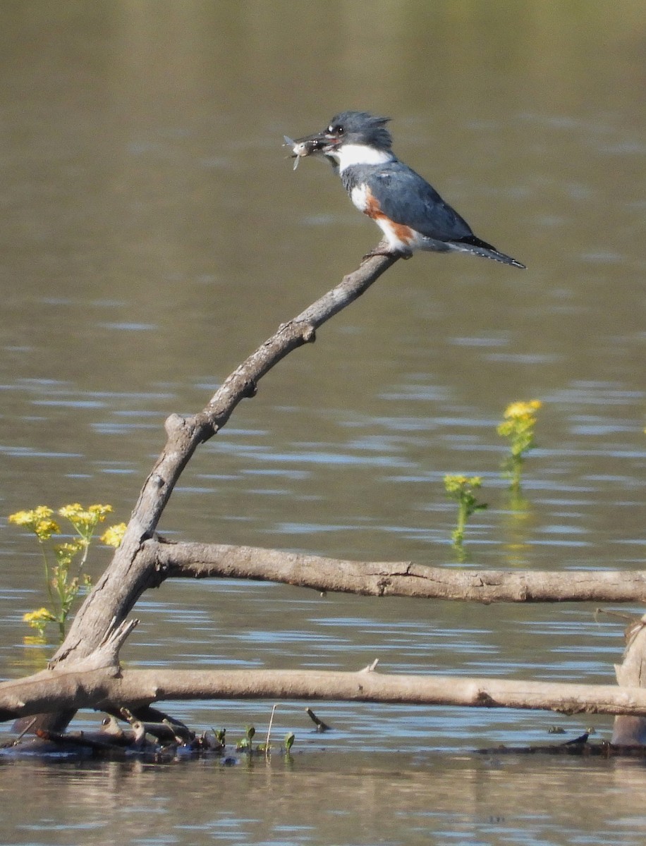 Belted Kingfisher - ML619152900