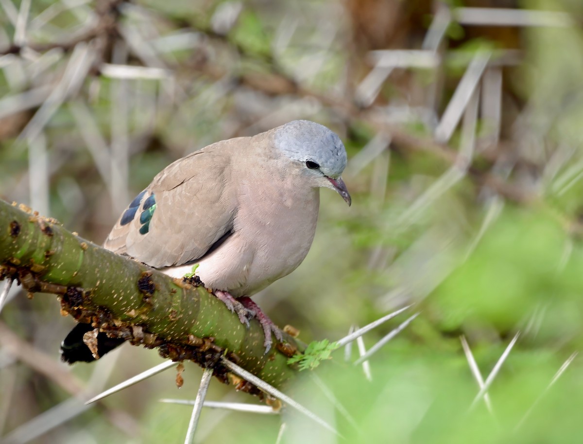Emerald-spotted Wood-Dove - ML619152905