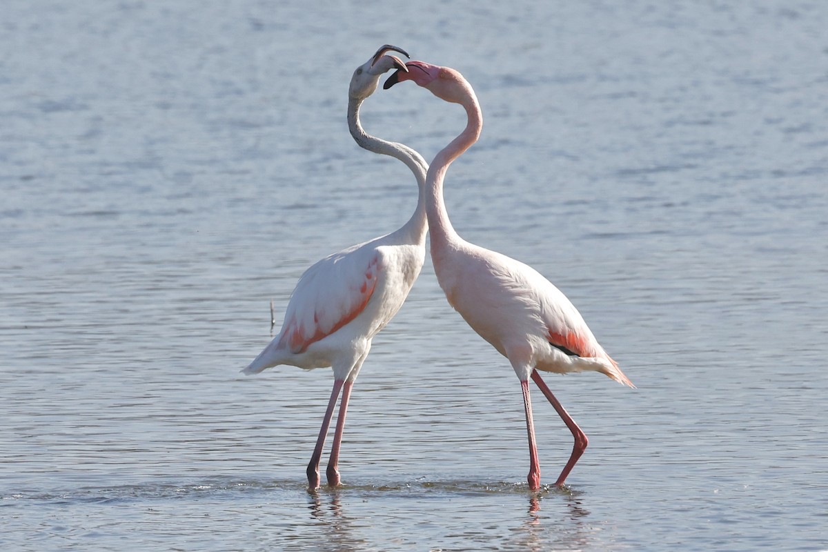 Greater Flamingo - ML619152942