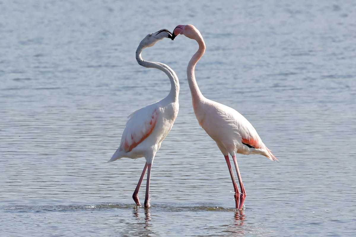 Greater Flamingo - ML619152943