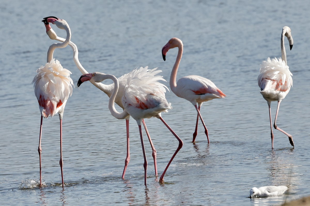 Greater Flamingo - ML619152944