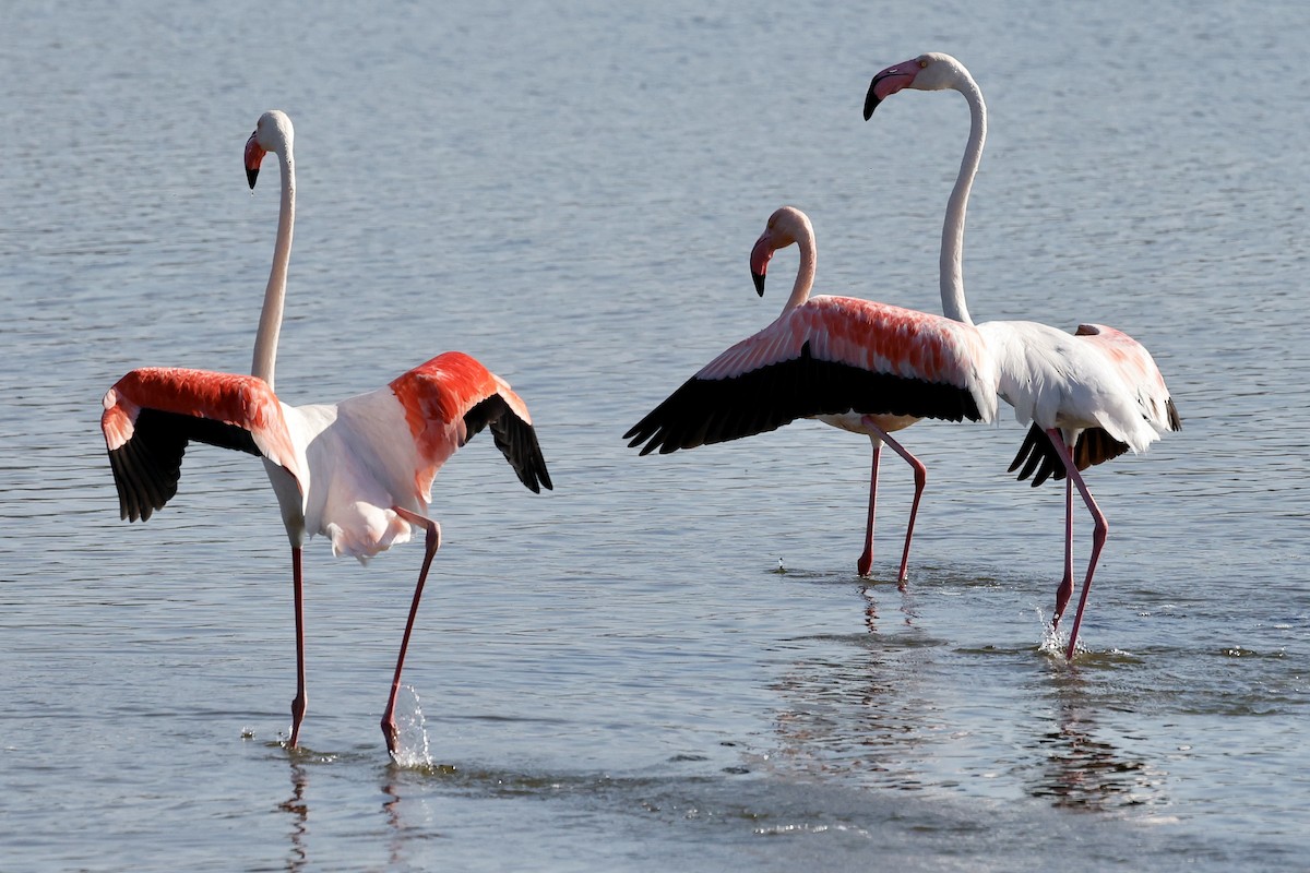 Greater Flamingo - ML619152945
