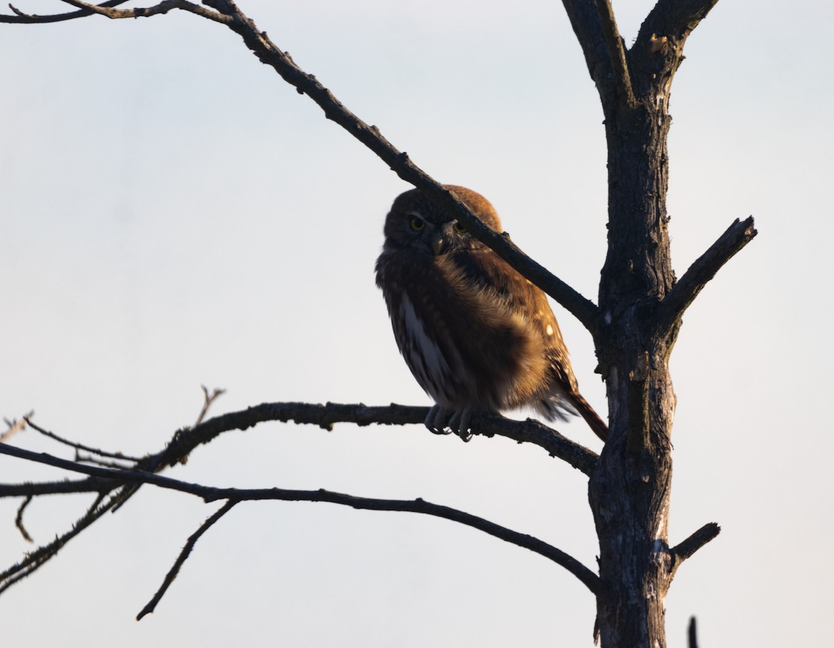 Austral Pygmy-Owl - ML619152961