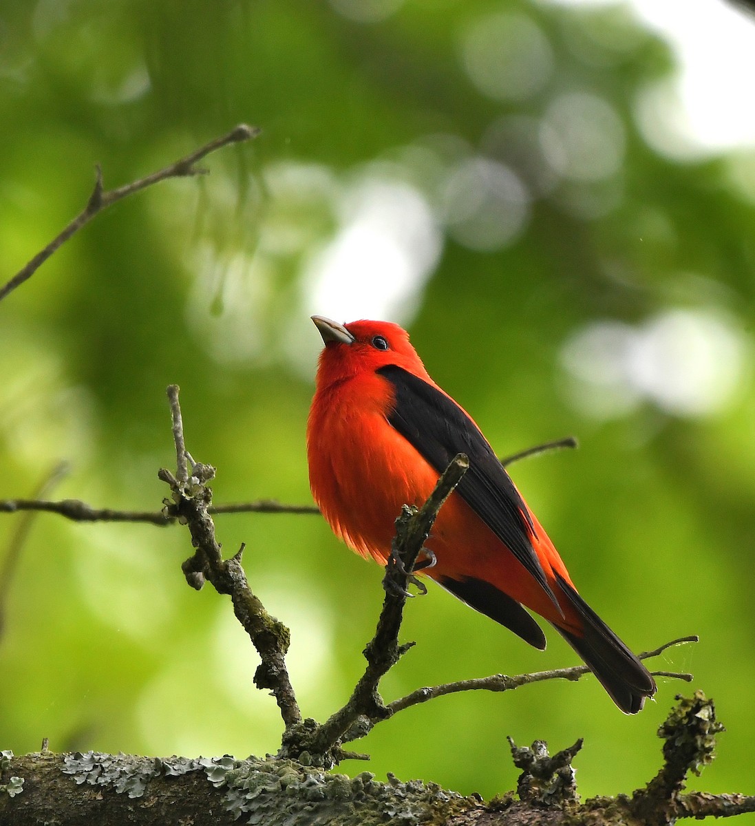 Scarlet Tanager - ML619152963