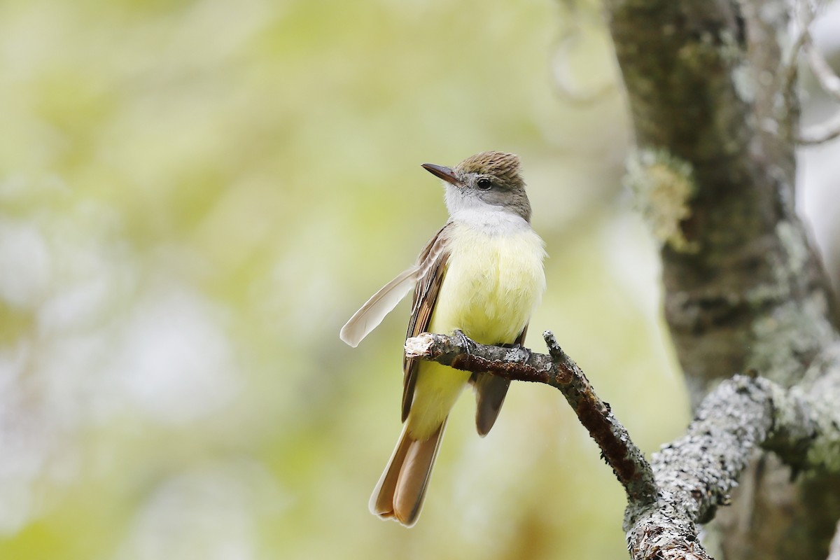 Great Crested Flycatcher - ML619152995