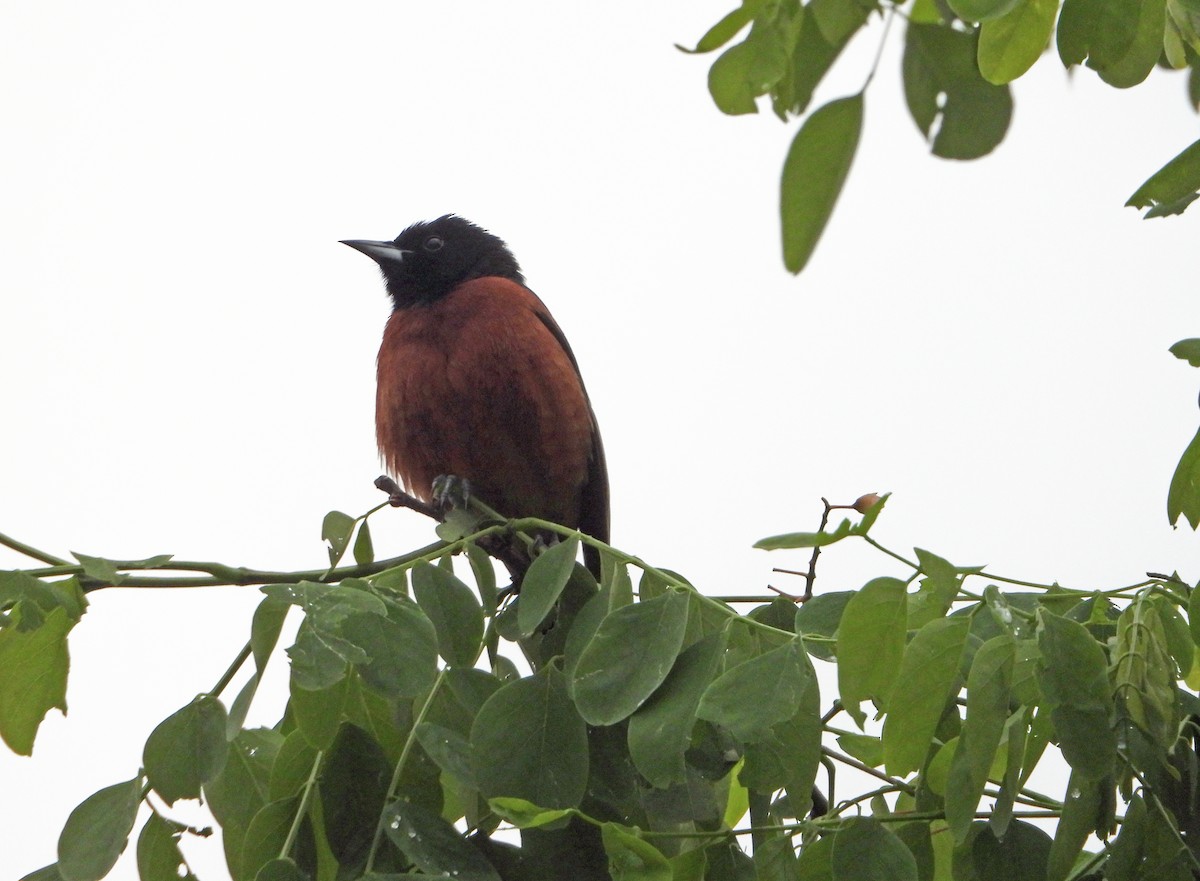 Orchard Oriole - ML619153004